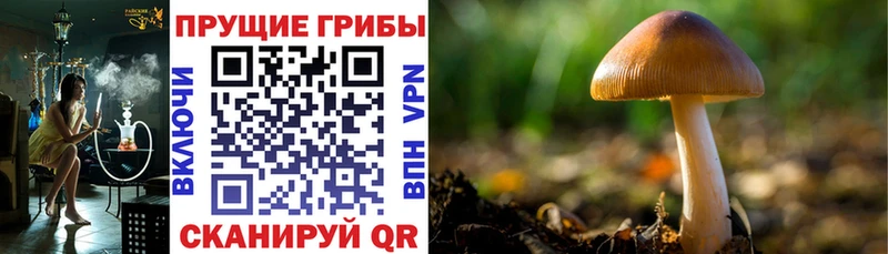 Псилоцибиновые грибы GOLDEN TEACHER  Малоархангельск 